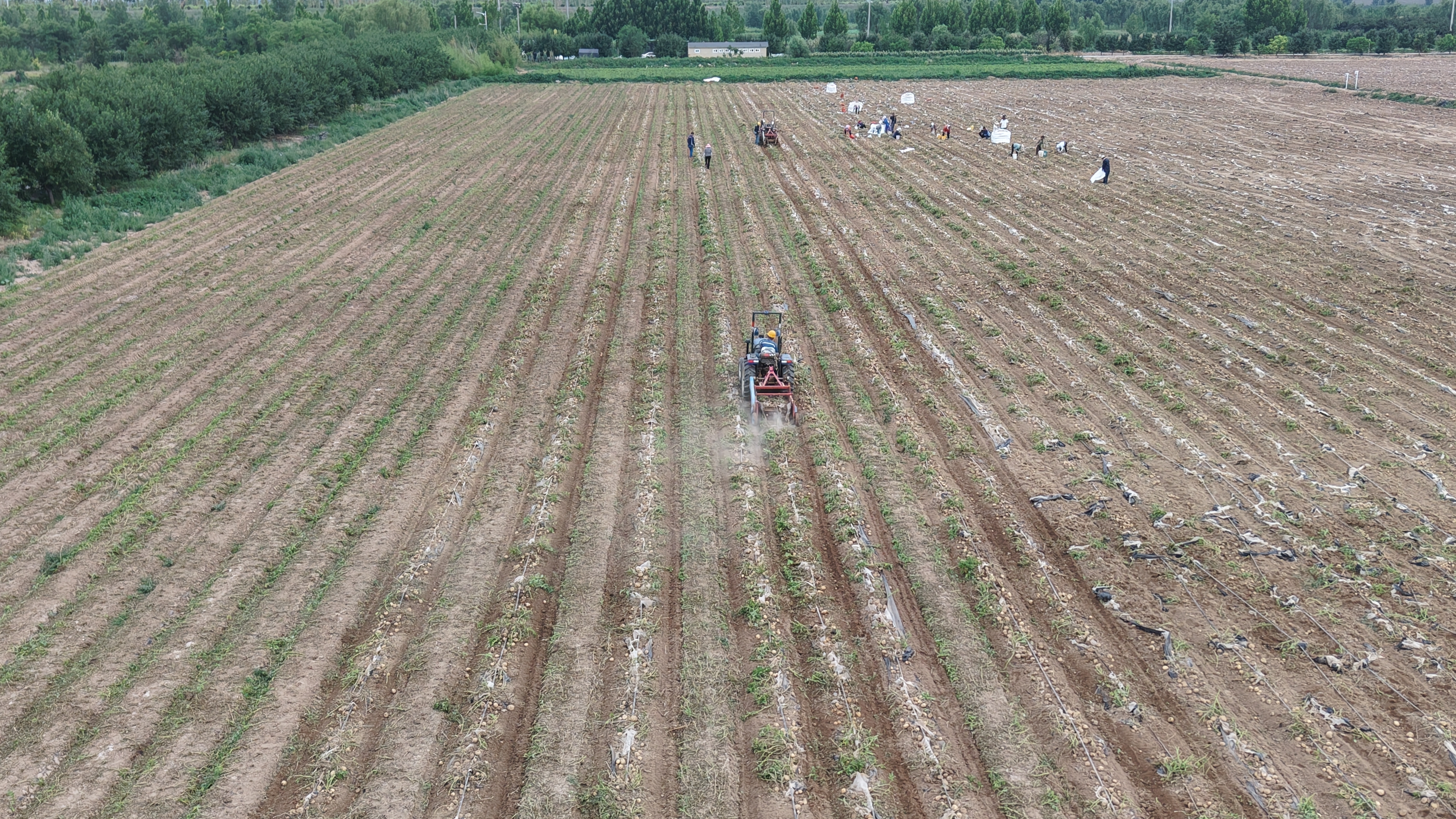 聯(lián)融共贏再結(jié)碩果 博華訂單馬鈴薯高產(chǎn)豐收