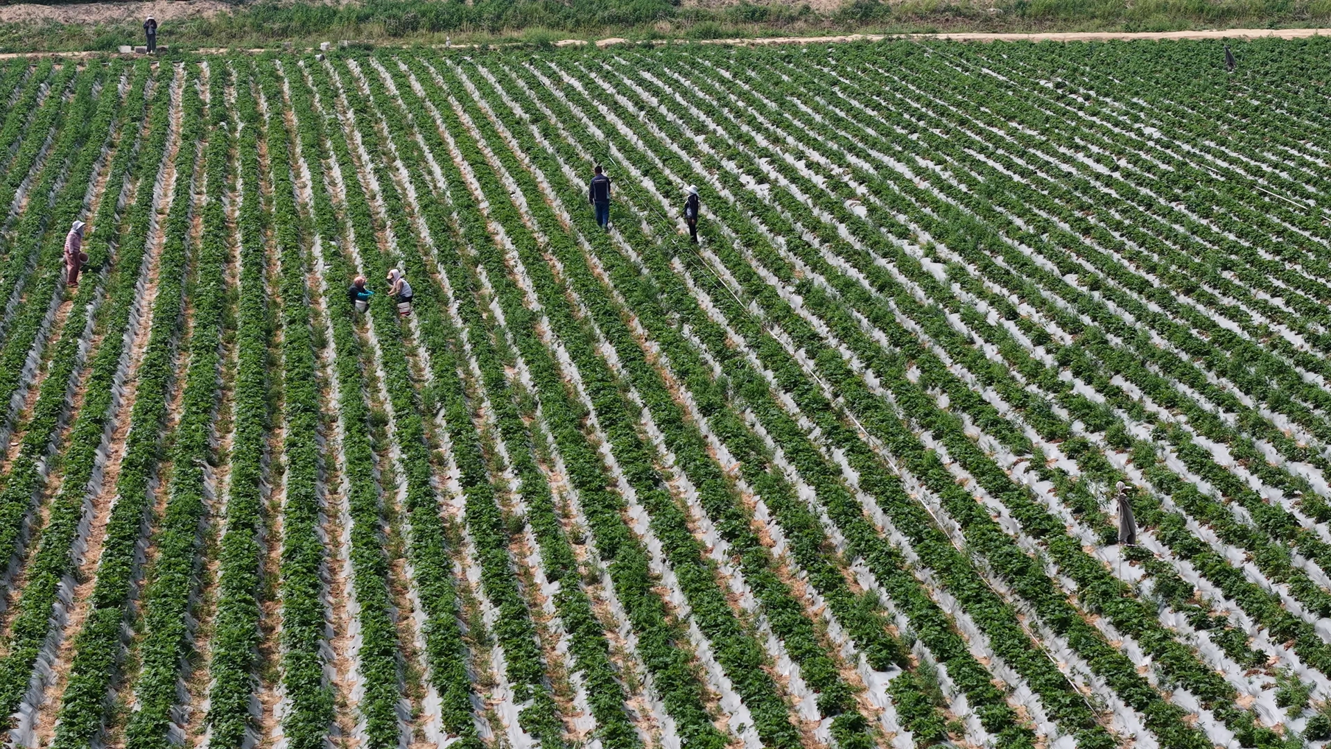博華訂單農(nóng)業(yè)繪就豐收新景，土地高質(zhì)量運(yùn)營(yíng)賦能單產(chǎn)增收